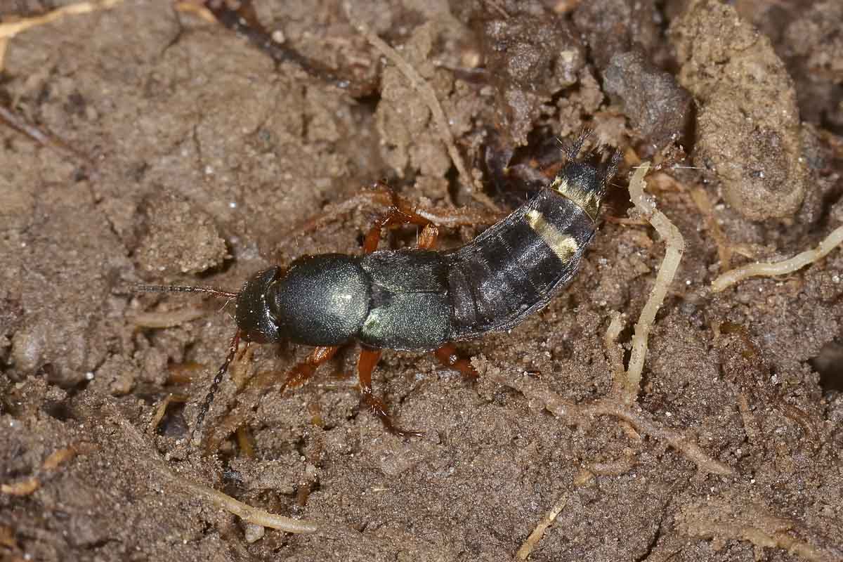 Platydracus fulvipes, Staphylinidae